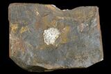 Paleocene Fossil Fruit (Psidium) - North Dakota #165073-1